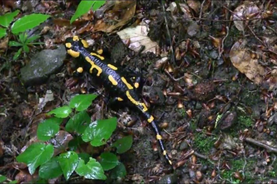 Salamanders in the Börzsöny mountains