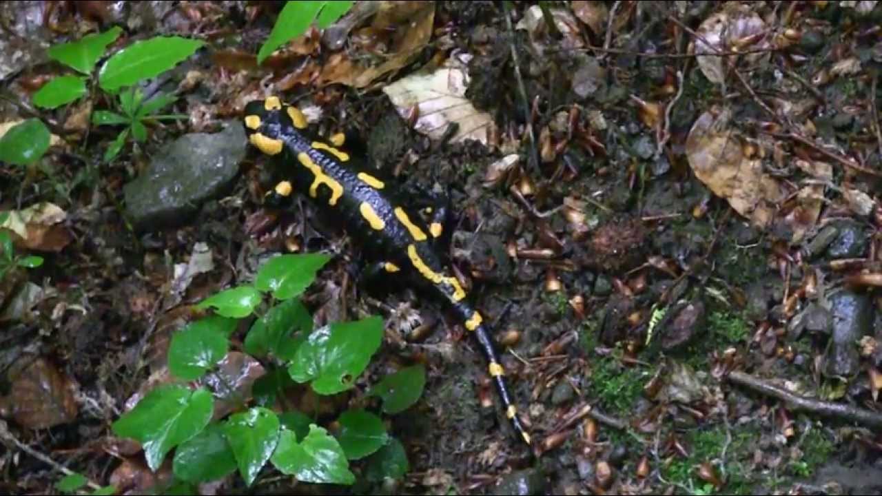Salamanders in the Börzsöny mountains