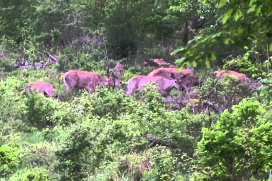 Red deers in the Börzsöny mountines, Hungary