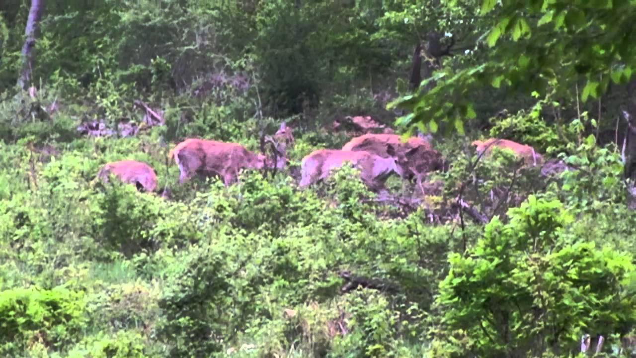 Red deers in the Börzsöny mountines, Hungary