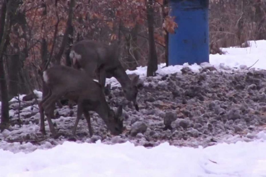 Roe deers in April winter in Hungary