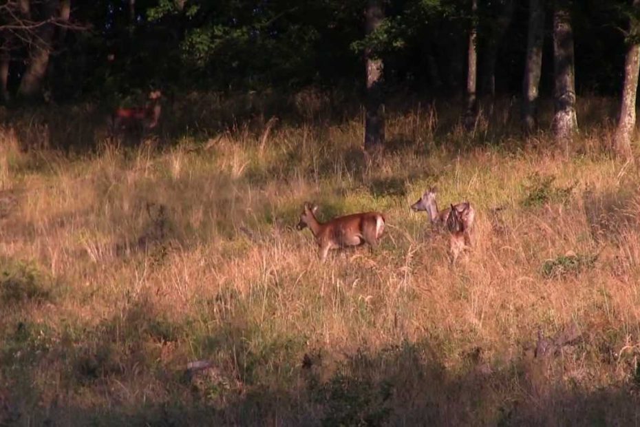 Red deers in the Börzsöny mountains (Hungary)