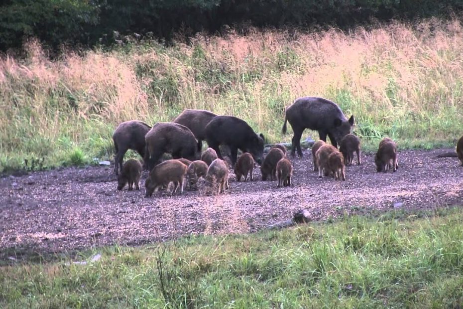 Wildboars in the Börzsöny mountains (Hungary)