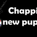 Chappie’s new puppy: Bullpuppy!